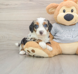 7 week old Mini Bernedoodle Puppy For Sale - Florida Fur Babies