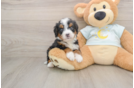 Best Mini Bernedoodle Baby