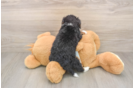 Mini Bernedoodle Pup Being Cute