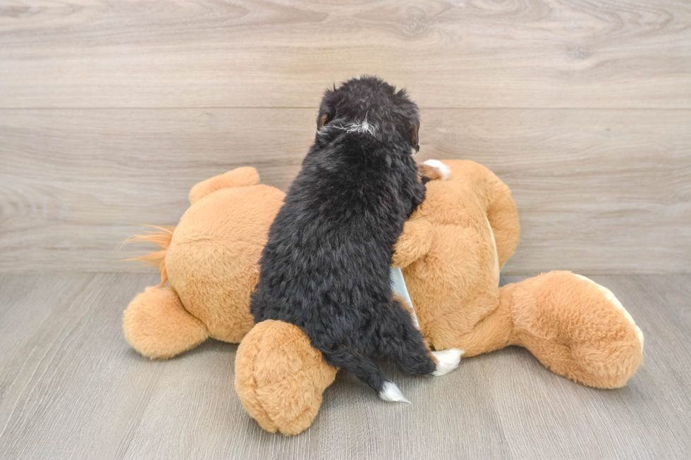 Mini Bernedoodle Pup Being Cute