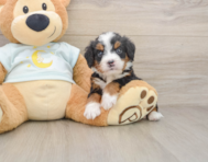 5 week old Mini Bernedoodle Puppy For Sale - Florida Fur Babies