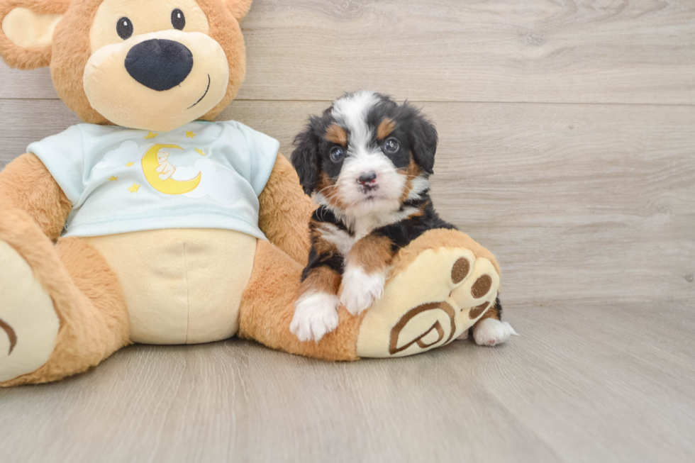 Energetic Bernese Doodle Poodle Mix Puppy