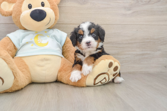 Energetic Bernese Doodle Poodle Mix Puppy