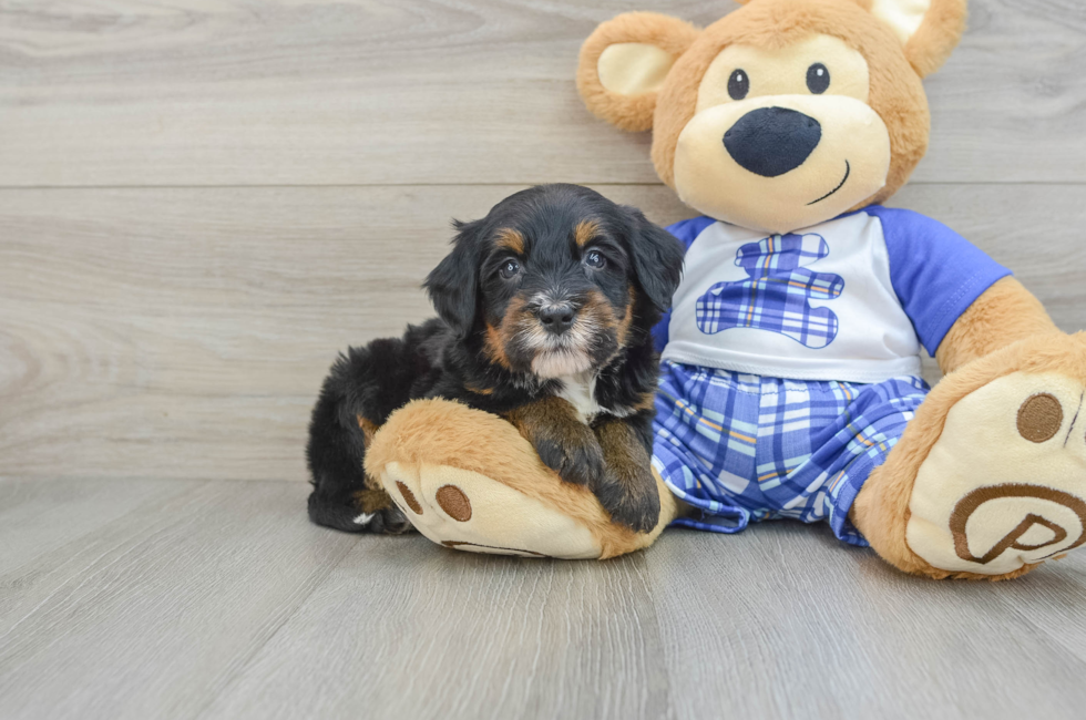 5 week old Mini Bernedoodle Puppy For Sale - Florida Fur Babies