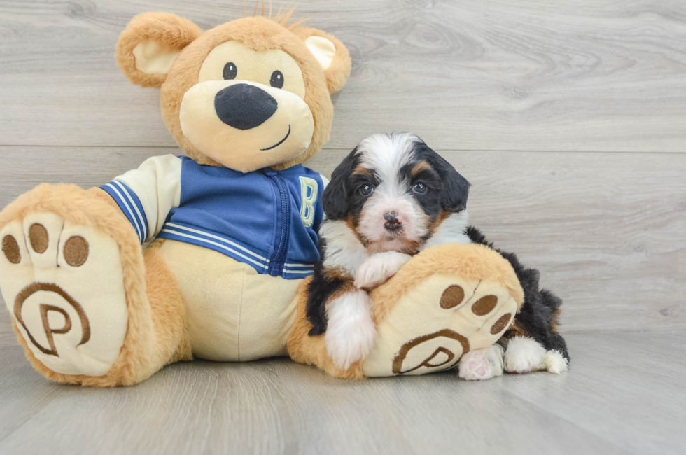 5 week old Mini Bernedoodle Puppy For Sale - Florida Fur Babies