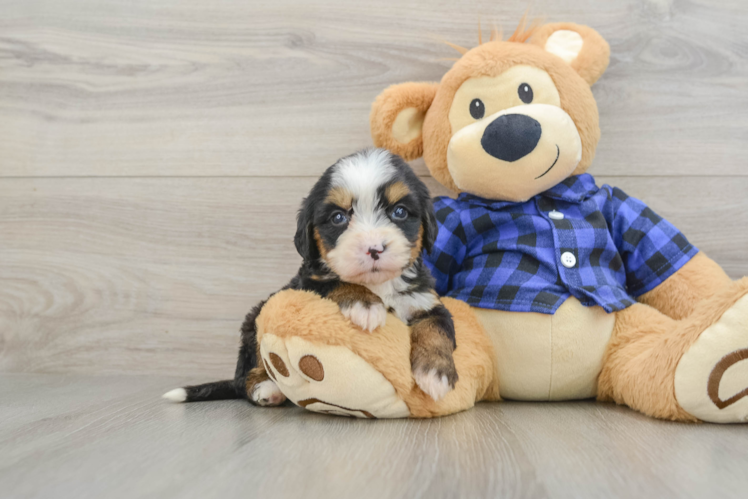 Best Mini Bernedoodle Baby