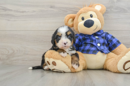 Best Mini Bernedoodle Baby