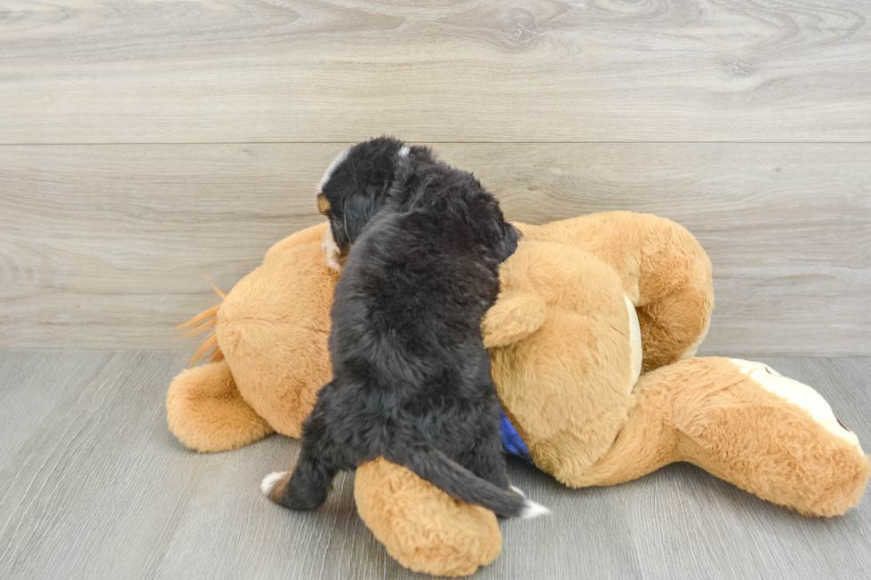 Mini Bernedoodle Puppy for Adoption