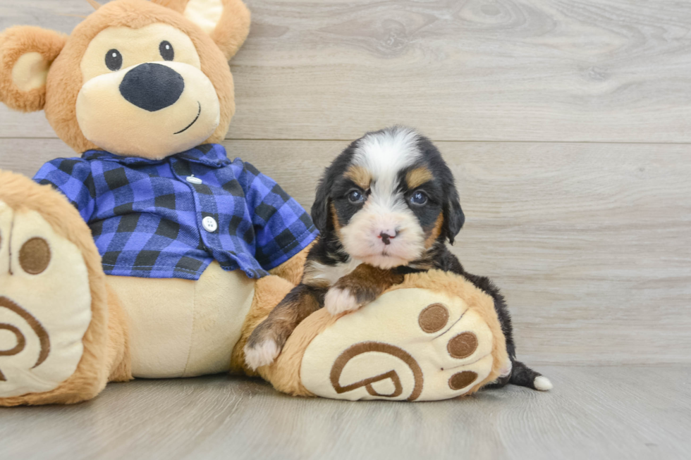 Playful Mini Bernepoo Poodle Mix Puppy
