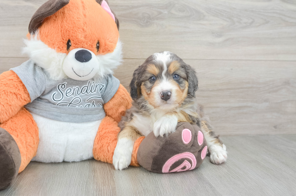 5 week old Mini Bernedoodle Puppy For Sale - Florida Fur Babies