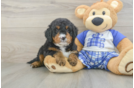 Petite Mini Bernedoodle Poodle Mix Pup
