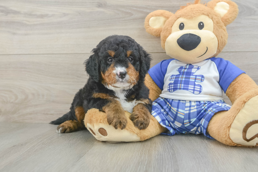 Petite Mini Bernedoodle Poodle Mix Pup