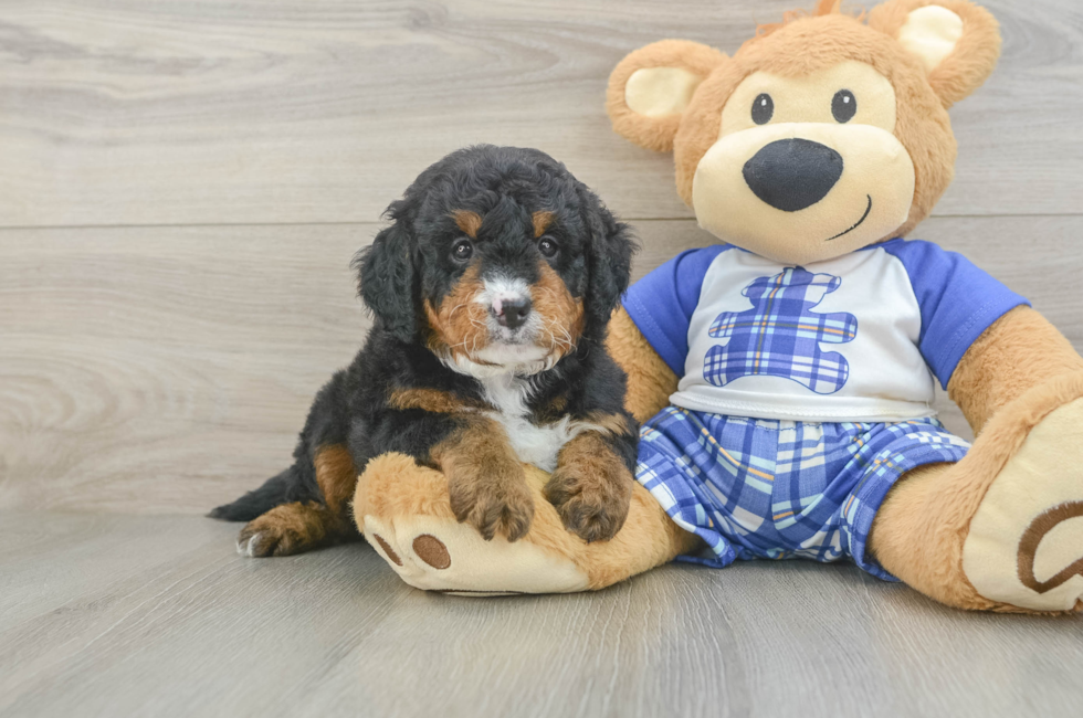 5 week old Mini Bernedoodle Puppy For Sale - Florida Fur Babies