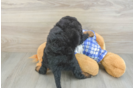 Best Mini Bernedoodle Baby
