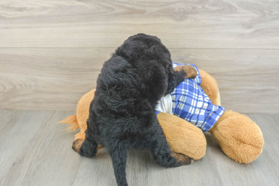 Best Mini Bernedoodle Baby