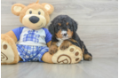 Petite Mini Bernedoodle Poodle Mix Pup