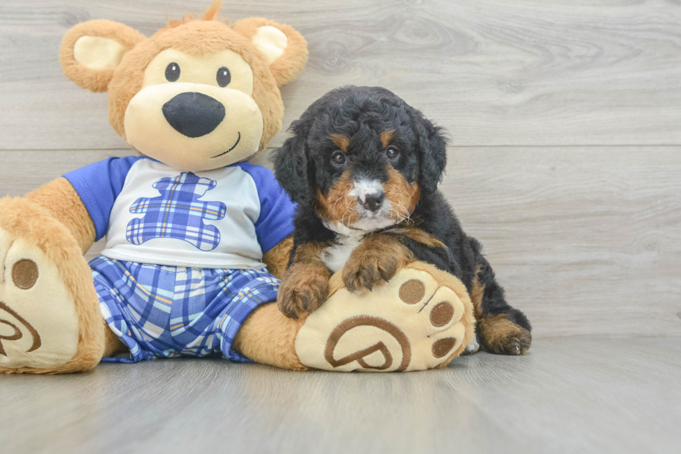 Petite Mini Bernedoodle Poodle Mix Pup