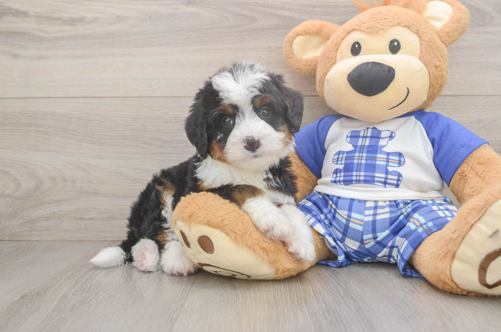 5 week old Mini Bernedoodle Puppy For Sale - Florida Fur Babies