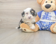 5 week old Mini Bernedoodle Puppy For Sale - Florida Fur Babies