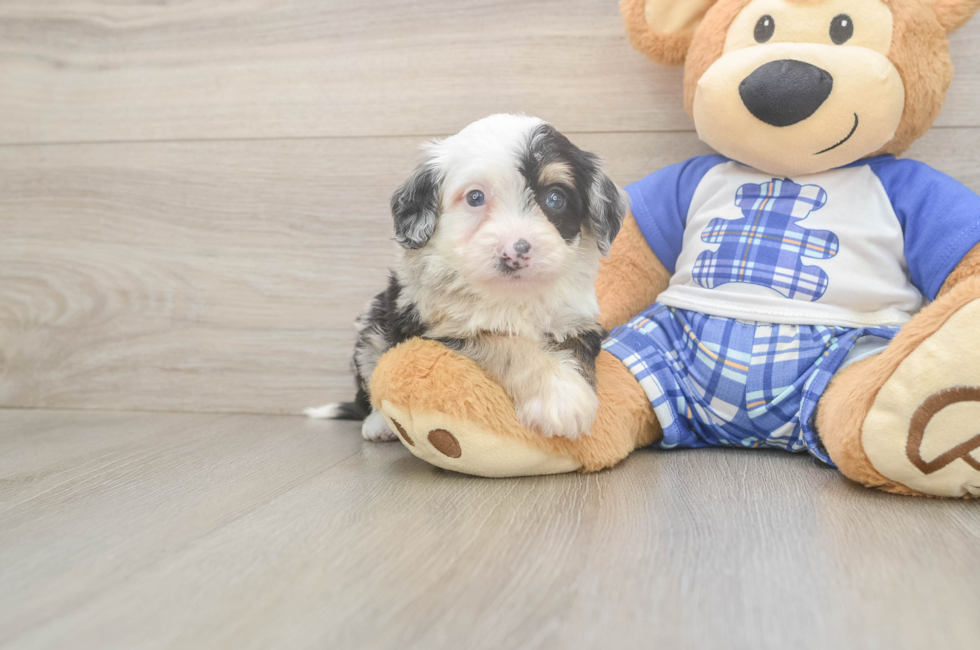5 week old Mini Bernedoodle Puppy For Sale - Florida Fur Babies