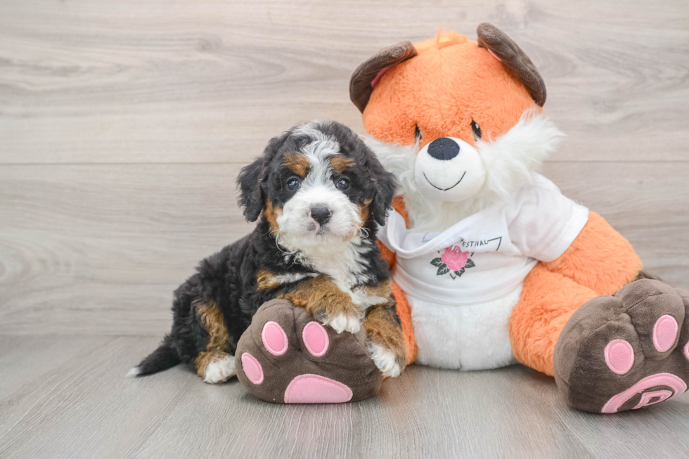 Mini Bernedoodle Pup Being Cute