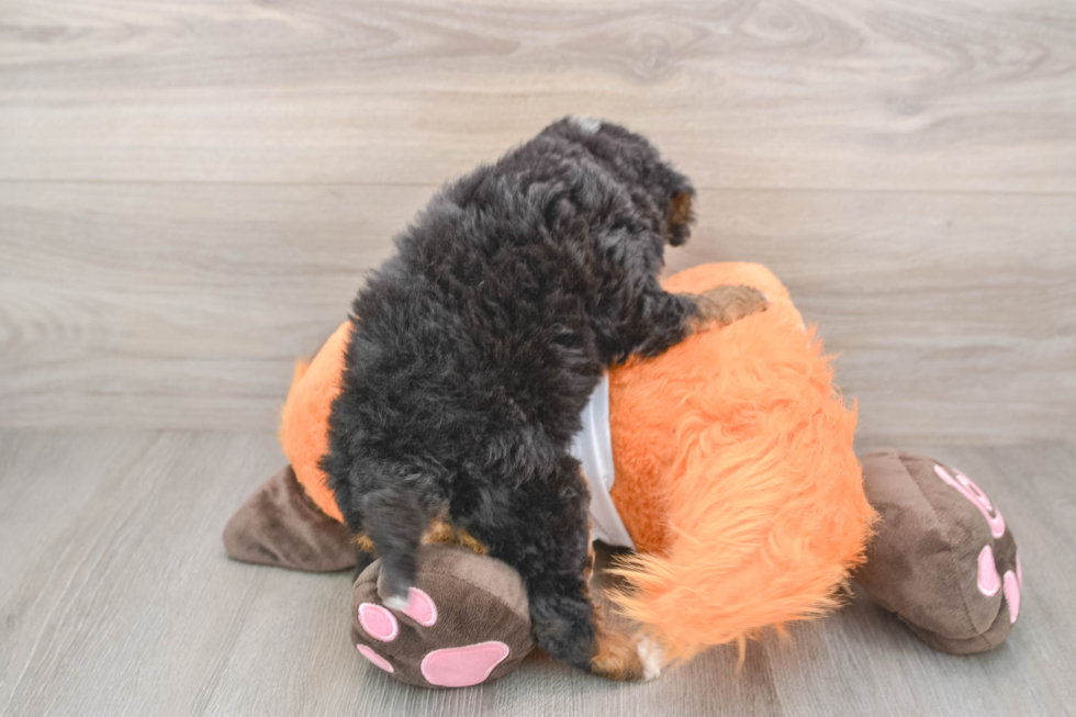 Sweet Mini Bernedoodle Baby