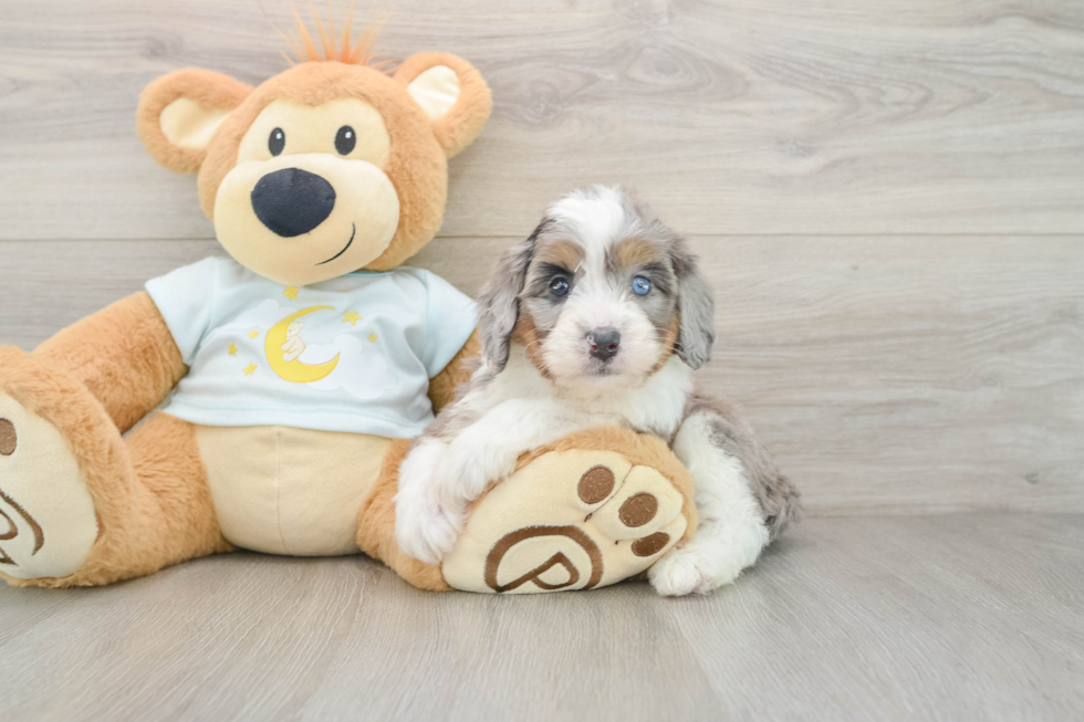 Cute Mini Bernedoodle Baby