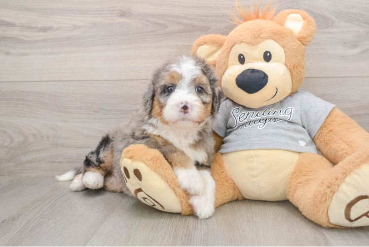 Mini Bernedoodle Pup Being Cute