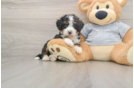 Happy Mini Bernedoodle Baby