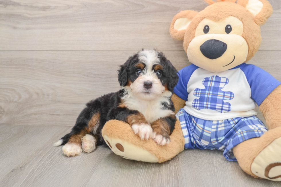 Mini Bernedoodle Pup Being Cute