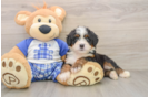 Mini Bernedoodle Pup Being Cute
