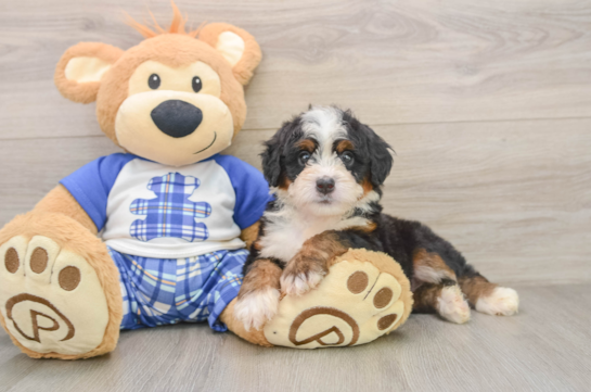 Mini Bernedoodle Pup Being Cute