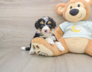 6 week old Mini Bernedoodle Puppy For Sale - Florida Fur Babies