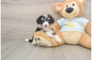 Adorable Mini Bernadoodle Poodle Mix Puppy