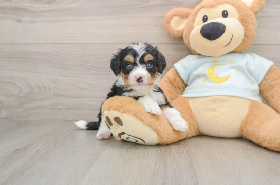 Adorable Mini Bernadoodle Poodle Mix Puppy