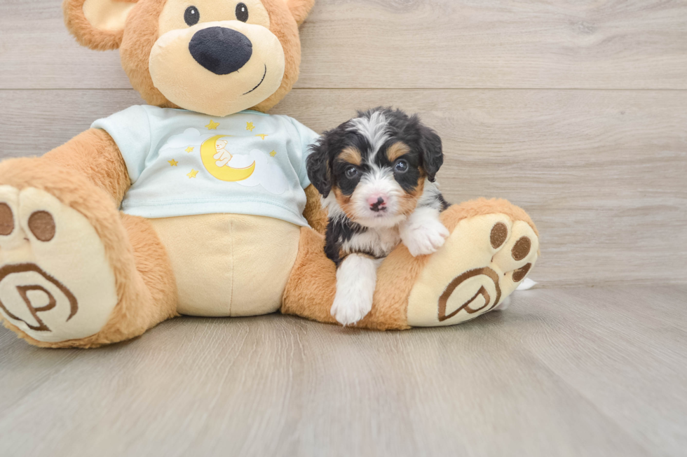 Mini Bernedoodle Puppy for Adoption