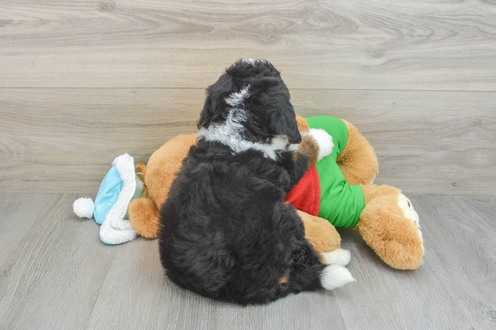 Sweet Mini Bernedoodle Baby