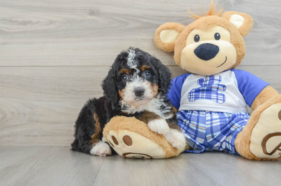 5 week old Mini Bernedoodle Puppy For Sale - Florida Fur Babies