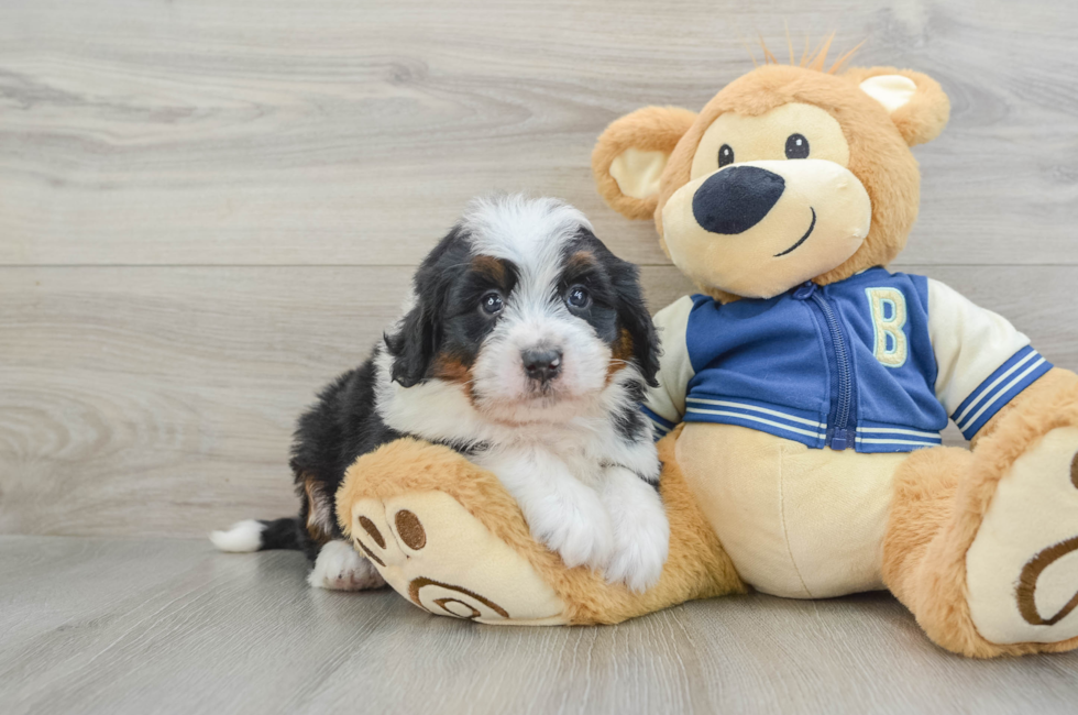 5 week old Mini Bernedoodle Puppy For Sale - Florida Fur Babies