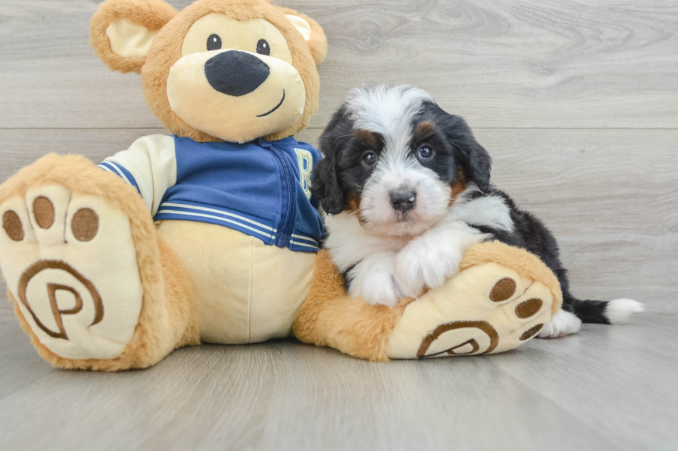 Mini Bernedoodle Pup Being Cute