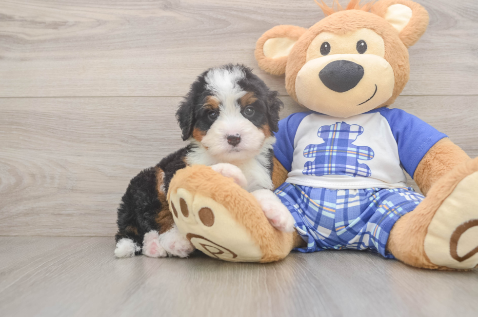 5 week old Mini Bernedoodle Puppy For Sale - Florida Fur Babies