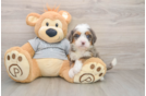 Sweet Mini Bernedoodle Baby