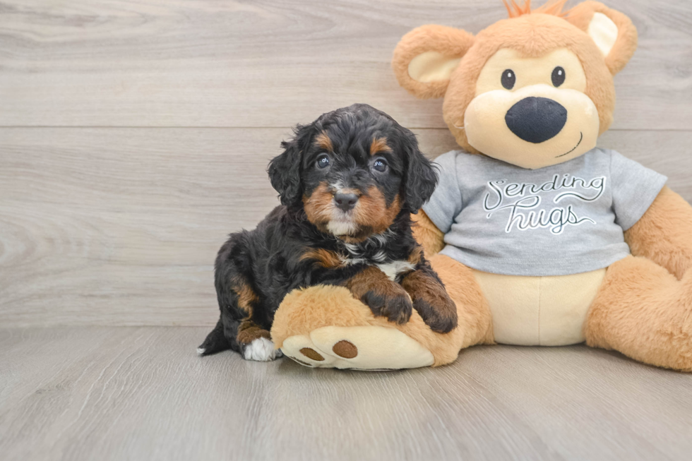 Mini Bernedoodle Puppy for Adoption