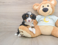 6 week old Mini Bernedoodle Puppy For Sale - Florida Fur Babies