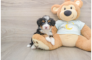 Best Mini Bernedoodle Baby