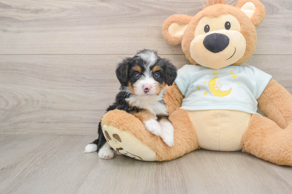 Best Mini Bernedoodle Baby
