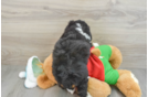 Cute Mini Bernedoodle Baby