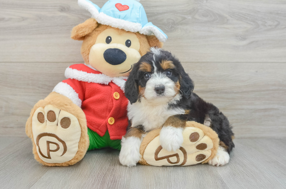 5 week old Mini Bernedoodle Puppy For Sale - Florida Fur Babies