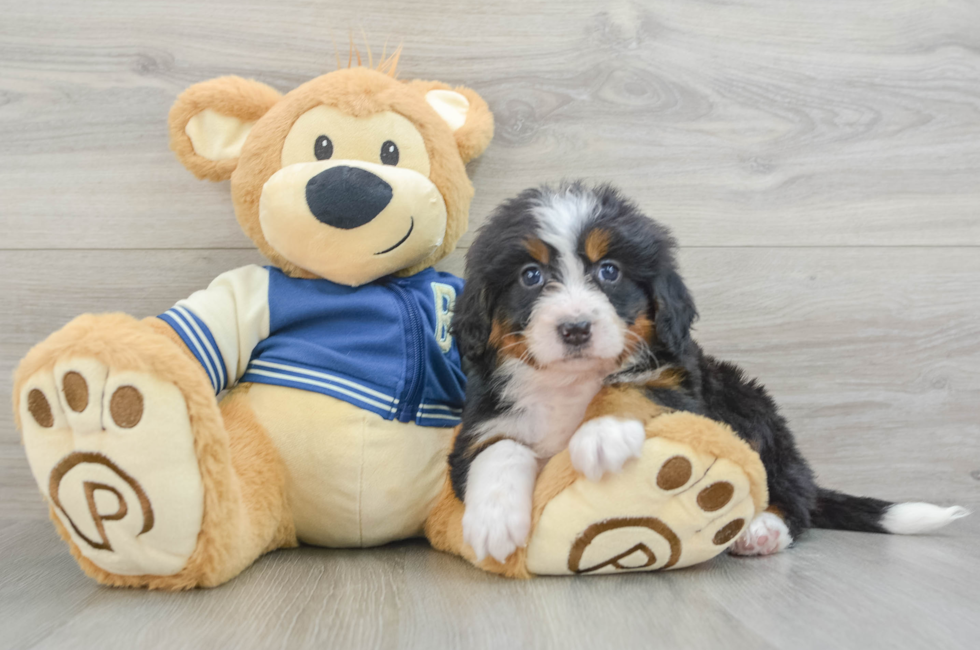 5 week old Mini Bernedoodle Puppy For Sale - Florida Fur Babies