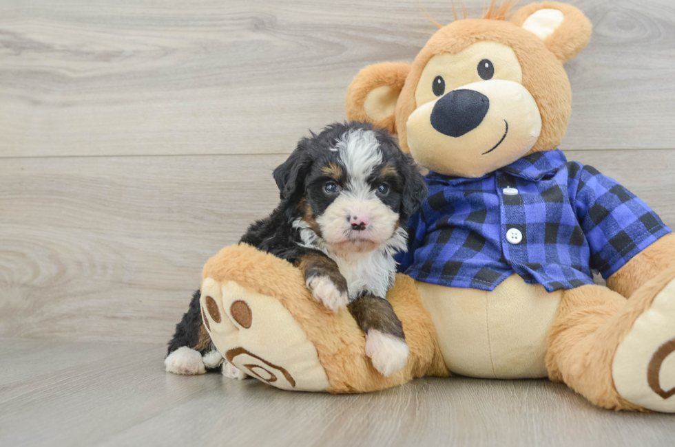7 week old Mini Bernedoodle Puppy For Sale - Florida Fur Babies